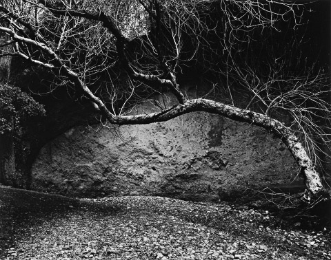 Edna - Tree and Wall, West Pinnacles, 1985