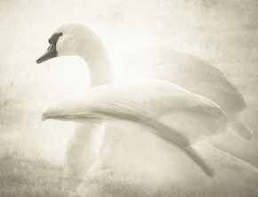 Swan #3 by Nicola Hackl-Haslinger