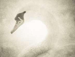 Swan #10 by Nicola Hackl-Haslinger