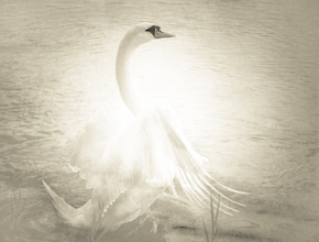 Swan #1 by Nicola Hackl-Haslinger