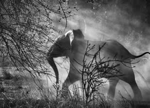 Sebastião Salgado, Elephant (Against Light), Kafue National Park, Zambia © 2010 Amazonas Images