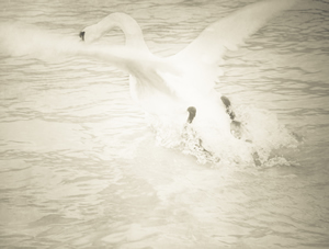 Swan Taking Flight © 2020 Nicola Hackl-Haslinger