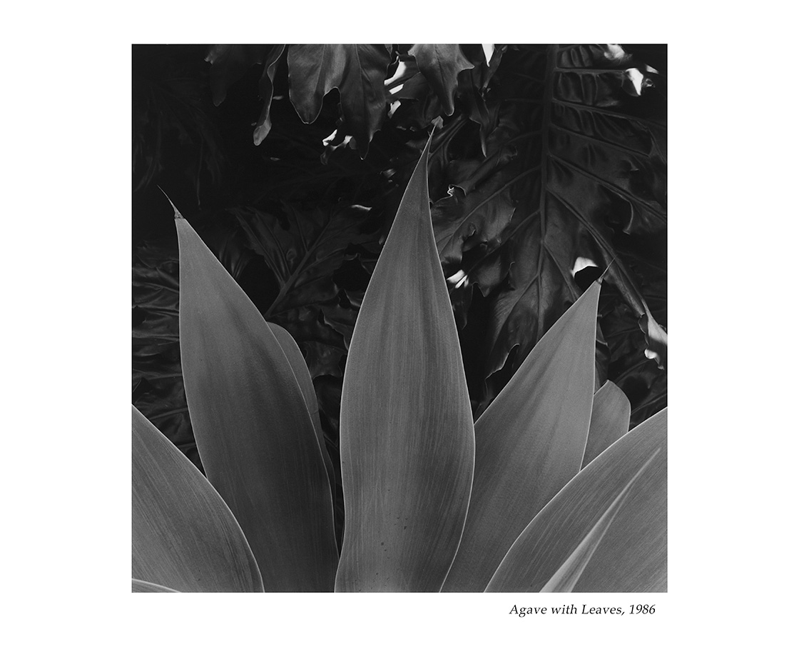 Agave with Leaves, 1986